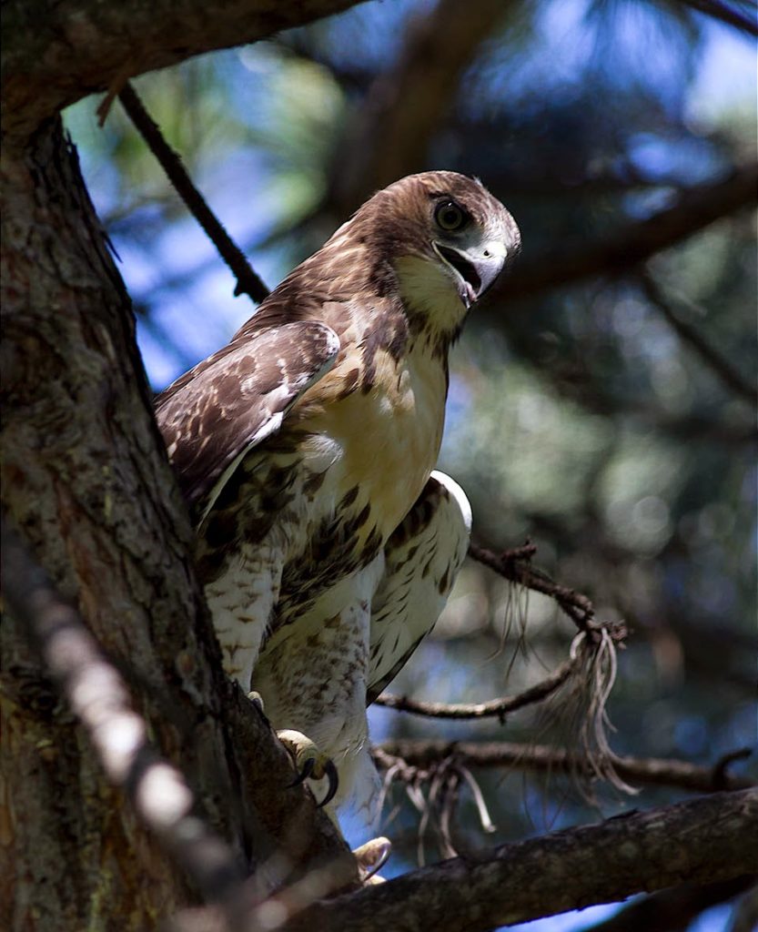 A baker’s dozen of red-tailed hawks! – Toronto Wildlife Centre