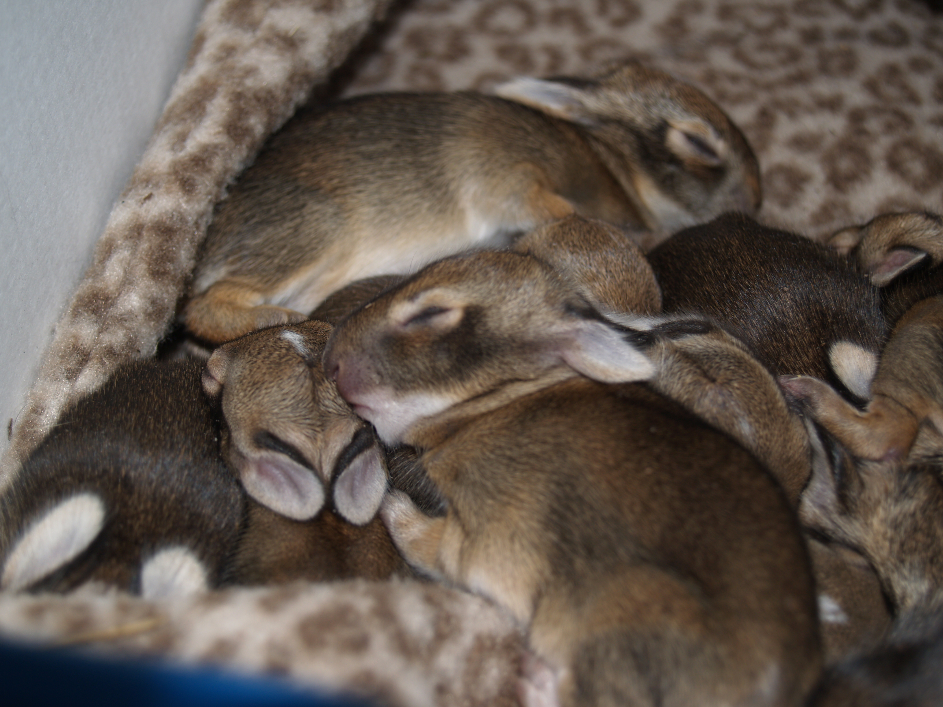 newborn bunny rabbits