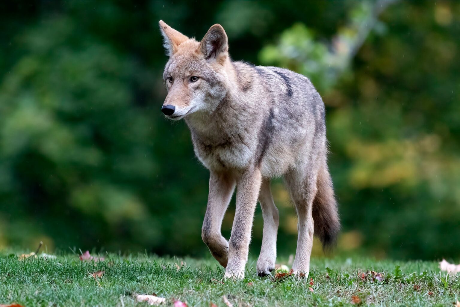 Living with Eastern Coyotes – Toronto Wildlife Centre