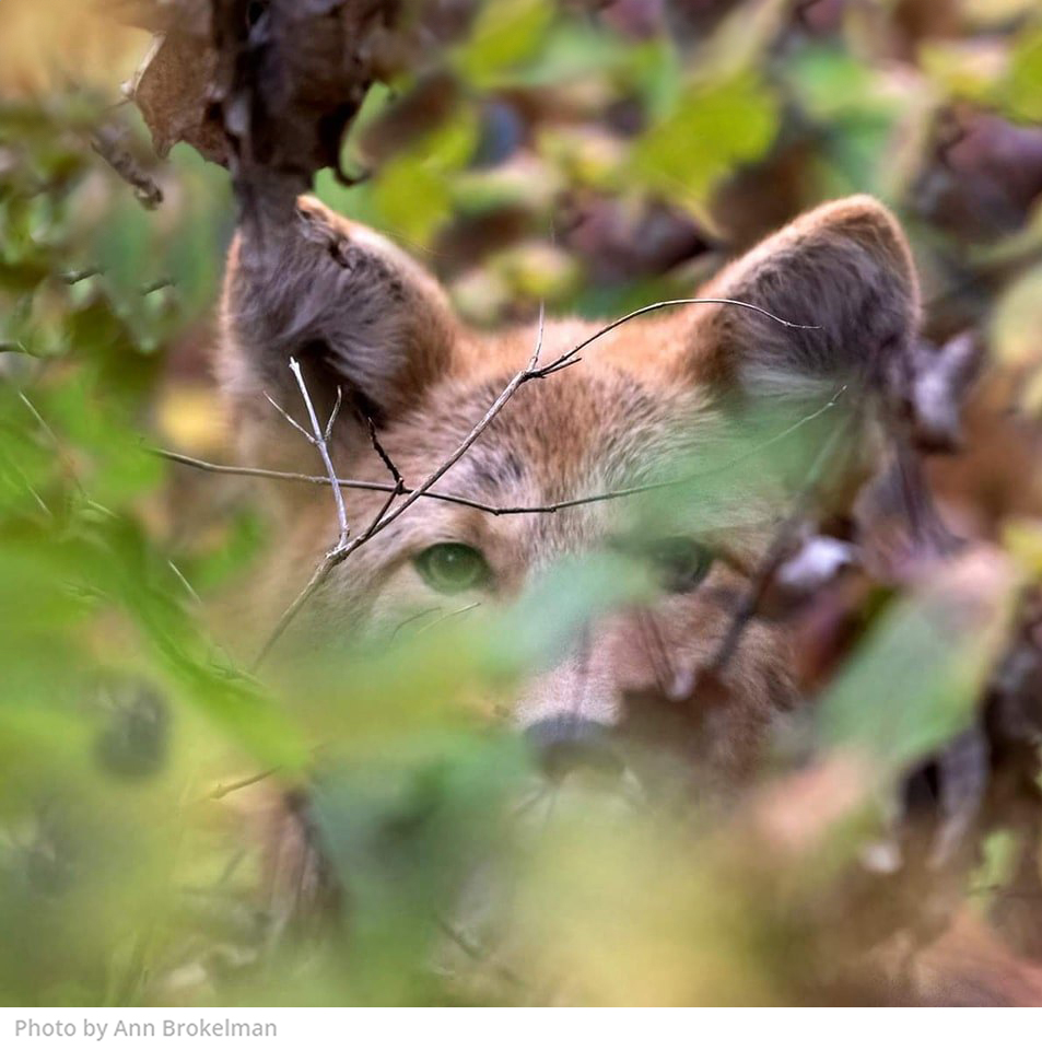 coyote peaking through tree