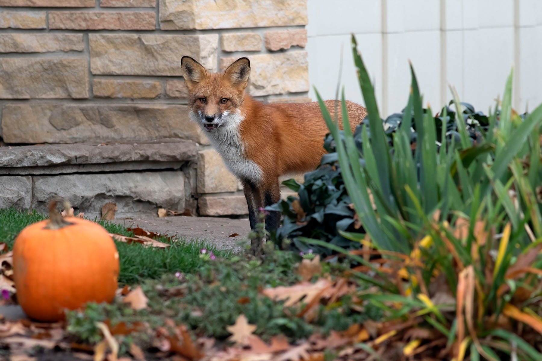 fox by pumpkin